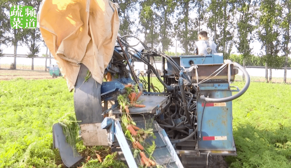 了不起花70万发明胡萝卜收获机可节省一半人工成本