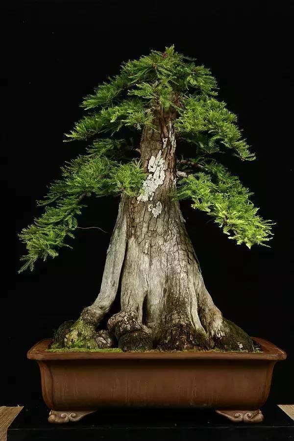 舍利干盆景,彰显大美