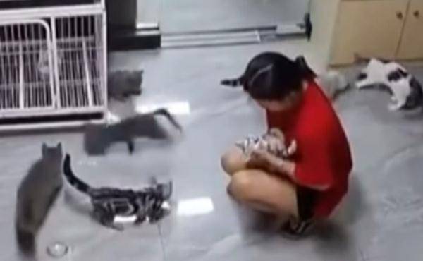 东莞一女孩在宠物店用玻璃门夹死小猫，无心还是有意？