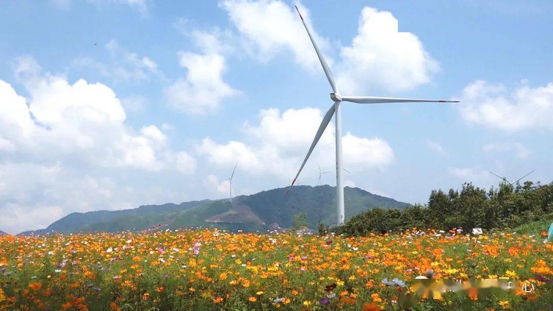 小康圆梦逻沙乡充分发挥风车花海优势大力发展筑巢养蜂产业