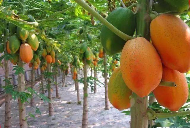 暴利生意 农民种植 百益果王 每个卖十几二十元 供不应求 木瓜