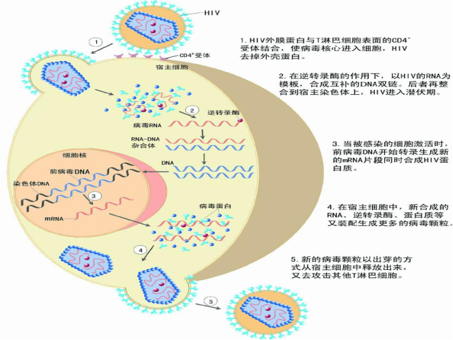 图丨hiv侵染宿主细胞过程氨基酸结构通式动物细胞亚显微结构动物细胞
