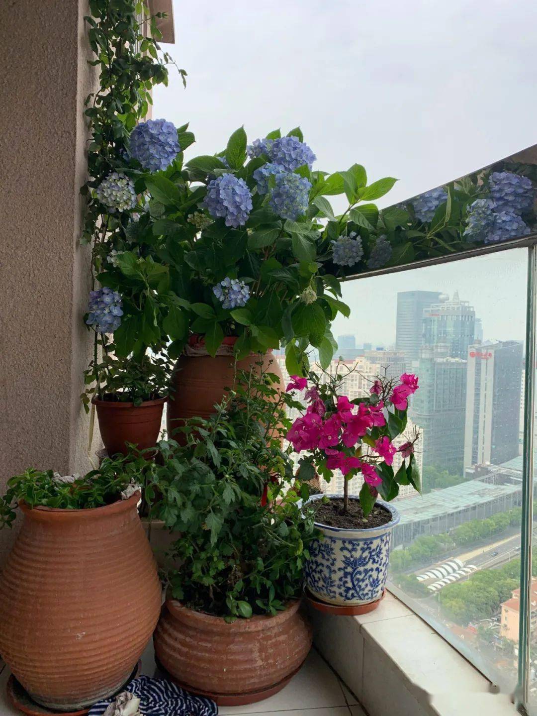 阳台种什么植物好养又不伤花 ebe507dcc5af42fda209842c56916282.jpeg
