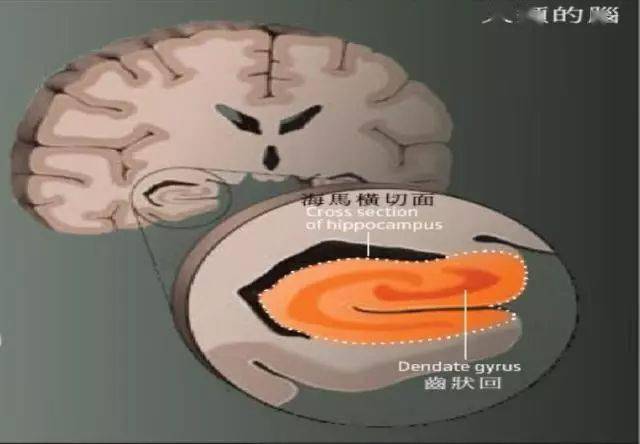 洪蘭教授大腦與人生造命者天立命者我