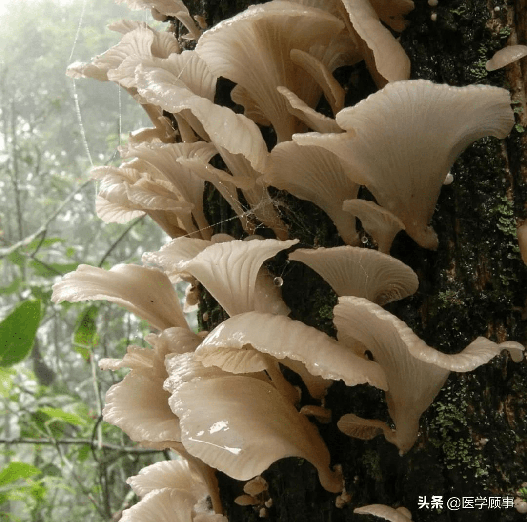 最強野生菌不能食用指南