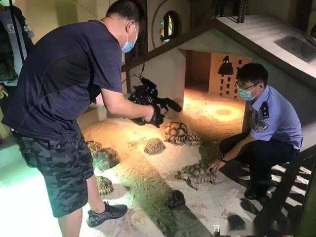 兄弟俩非法买卖饲养珍稀陆龟被刑拘