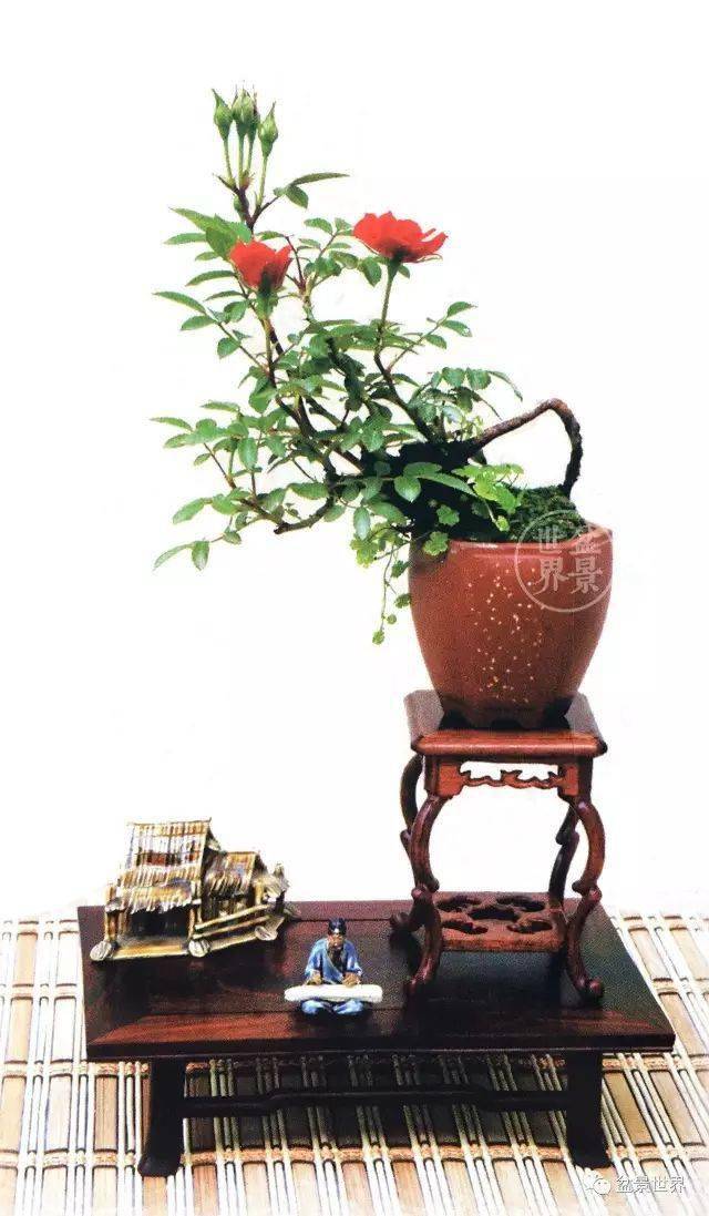 今天,种一盆花,送给心爱的人_王小军