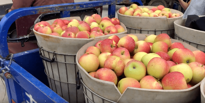 烟台嘎啦苹果上市价格最高可达23元斤