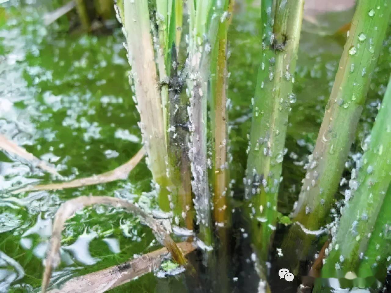 高温多雨季节,水稻种植注意防治稻飞虱