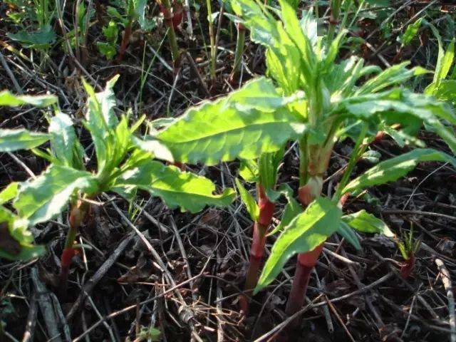 图里河都柿面果酸木浆