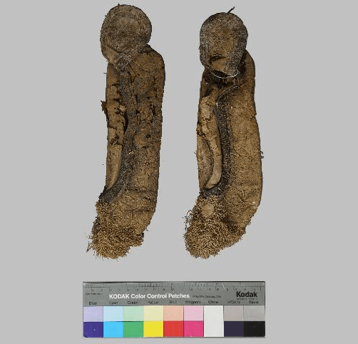 怀孕8个月 离预产期越来越近 胎儿是什么样子的呢 百言新闻网