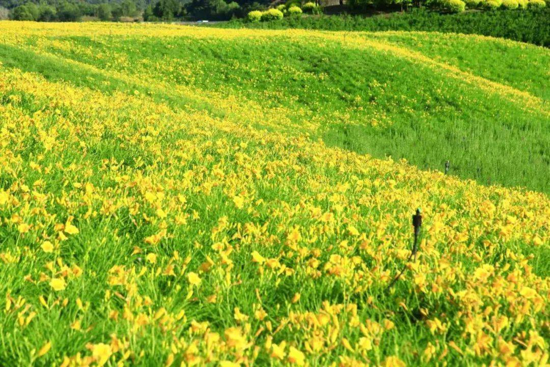 的青青山的绿天空的蓝是什么颜色的昌平的夏天是荷塘 是花海是绿荫 是