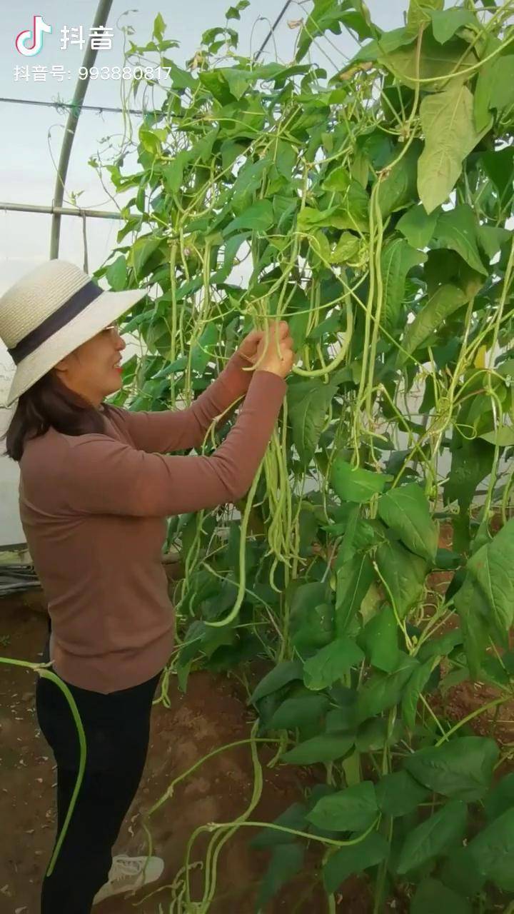 摘豆角喽