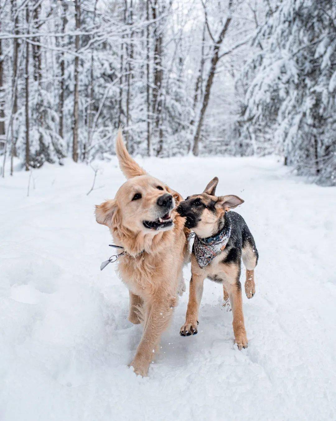 金毛和德牧的悠闲生活,看了好想加入它们!