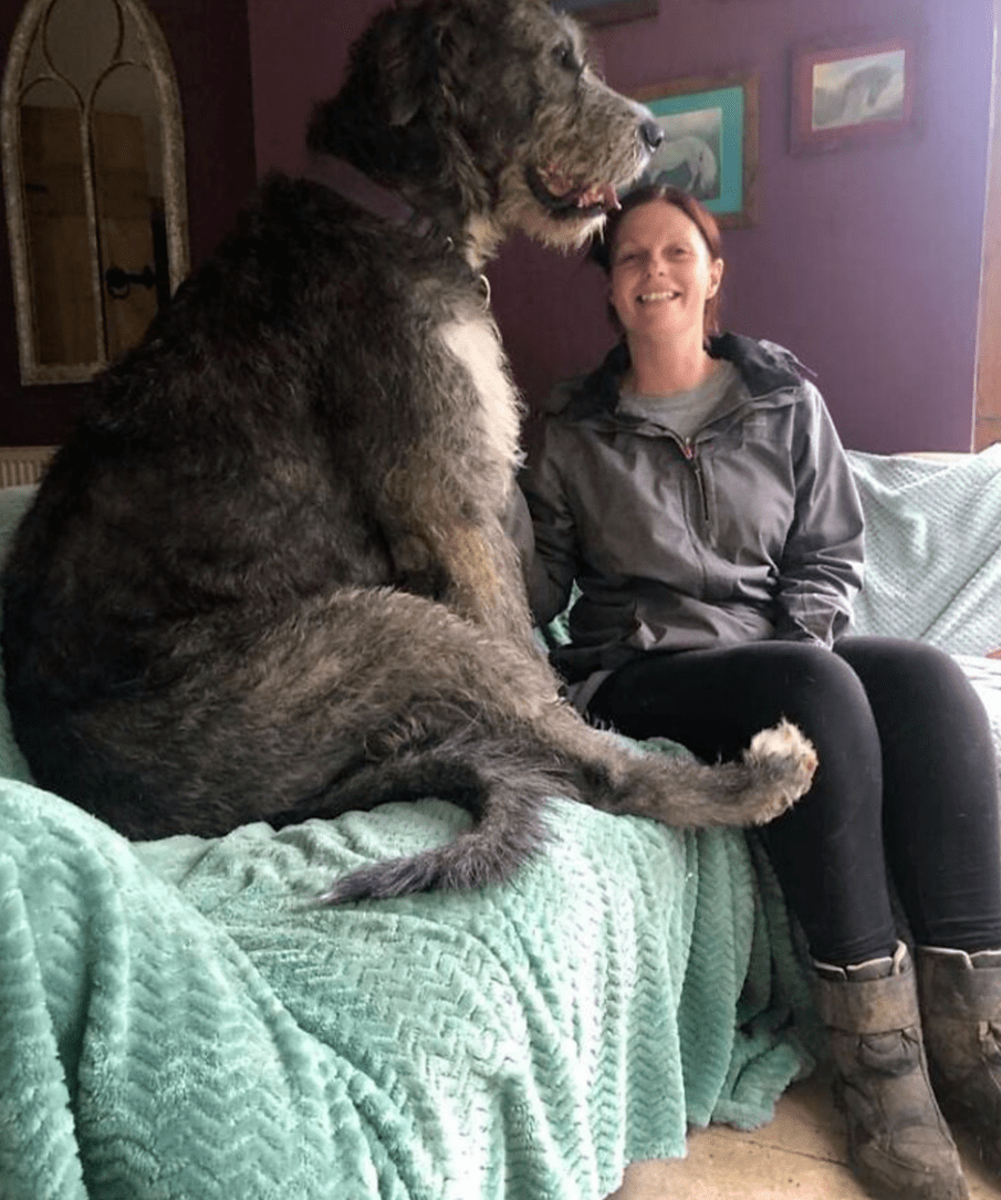 外网主人分享了一波家里的超级巨狗网友惊呆野兽都不敢长这么大