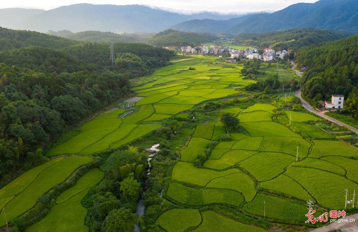 in|Autumn scenery of the rice fields in E China's Jiangxi Province