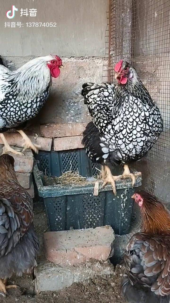 四只鸡争窝到底能能争到窝都是纹身的