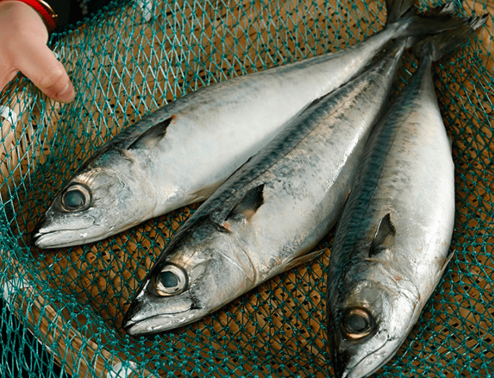 入秋后别只知道吃猪肉这5种海鱼便宜又好吃别错过了