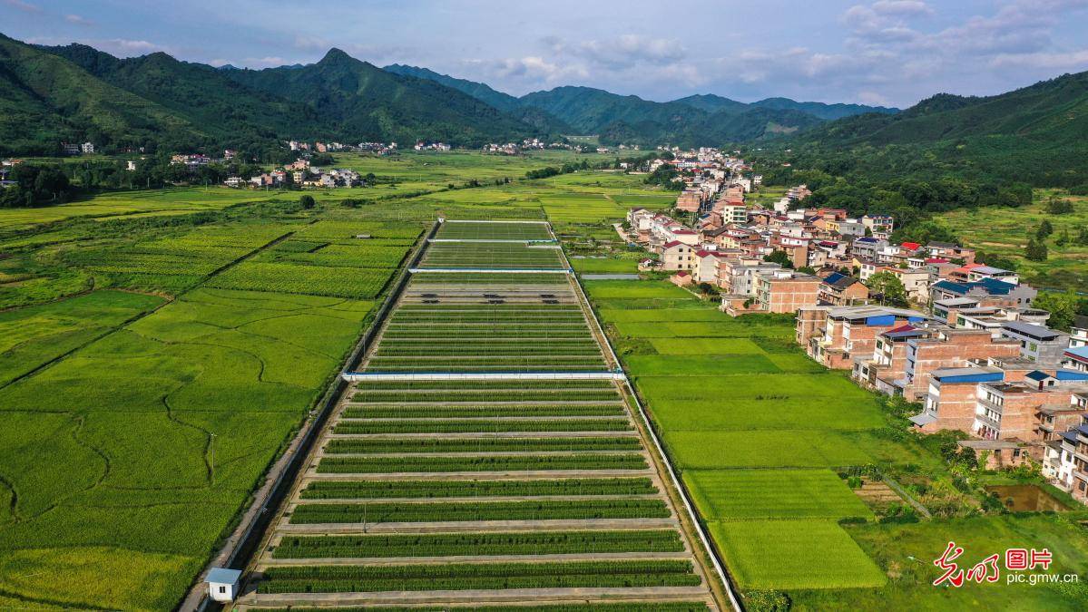 and|Co-cultivation of rice and frogs succeeds in central China's Hunan Province