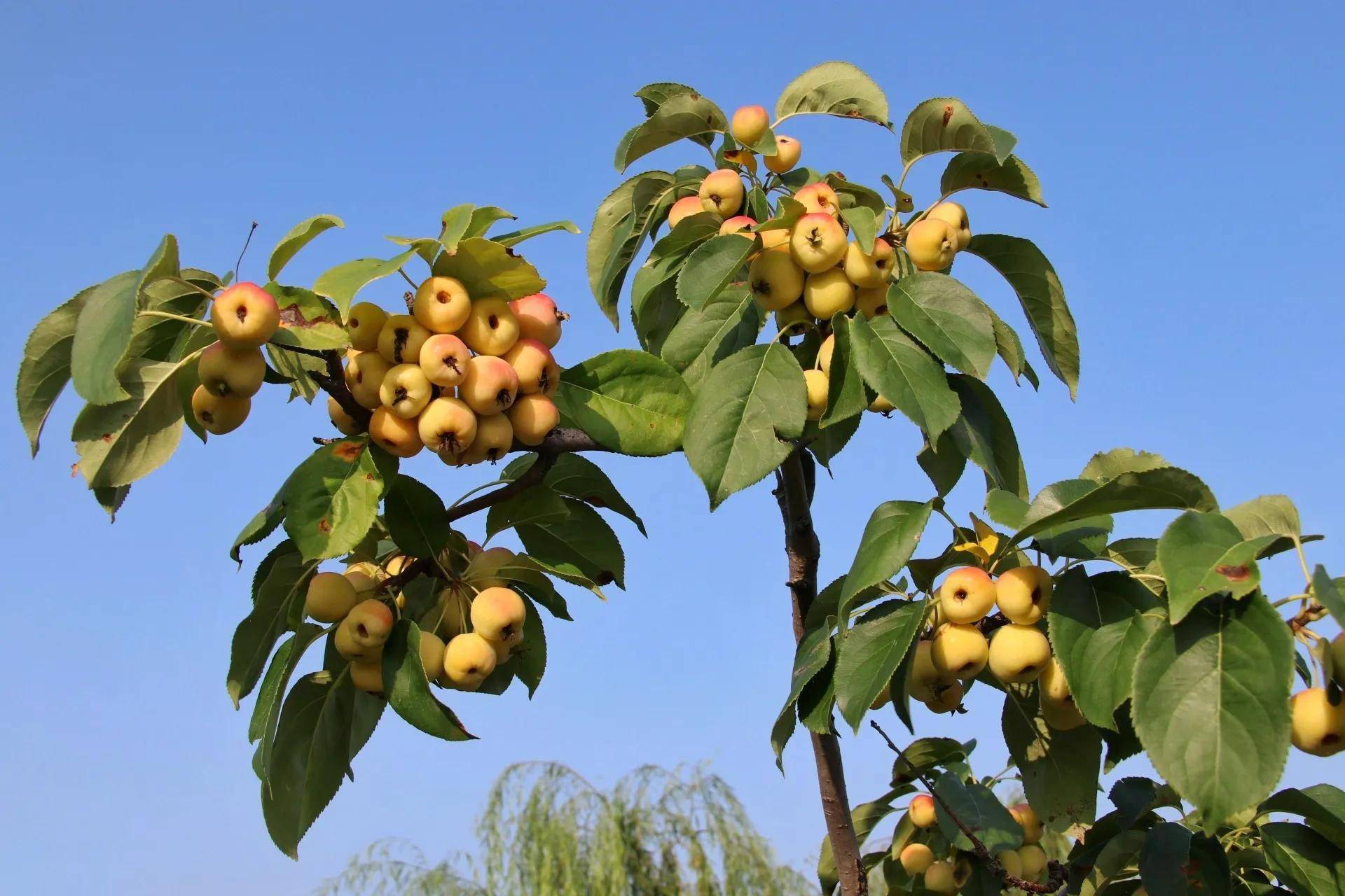八棱海棠,红果果,青果果