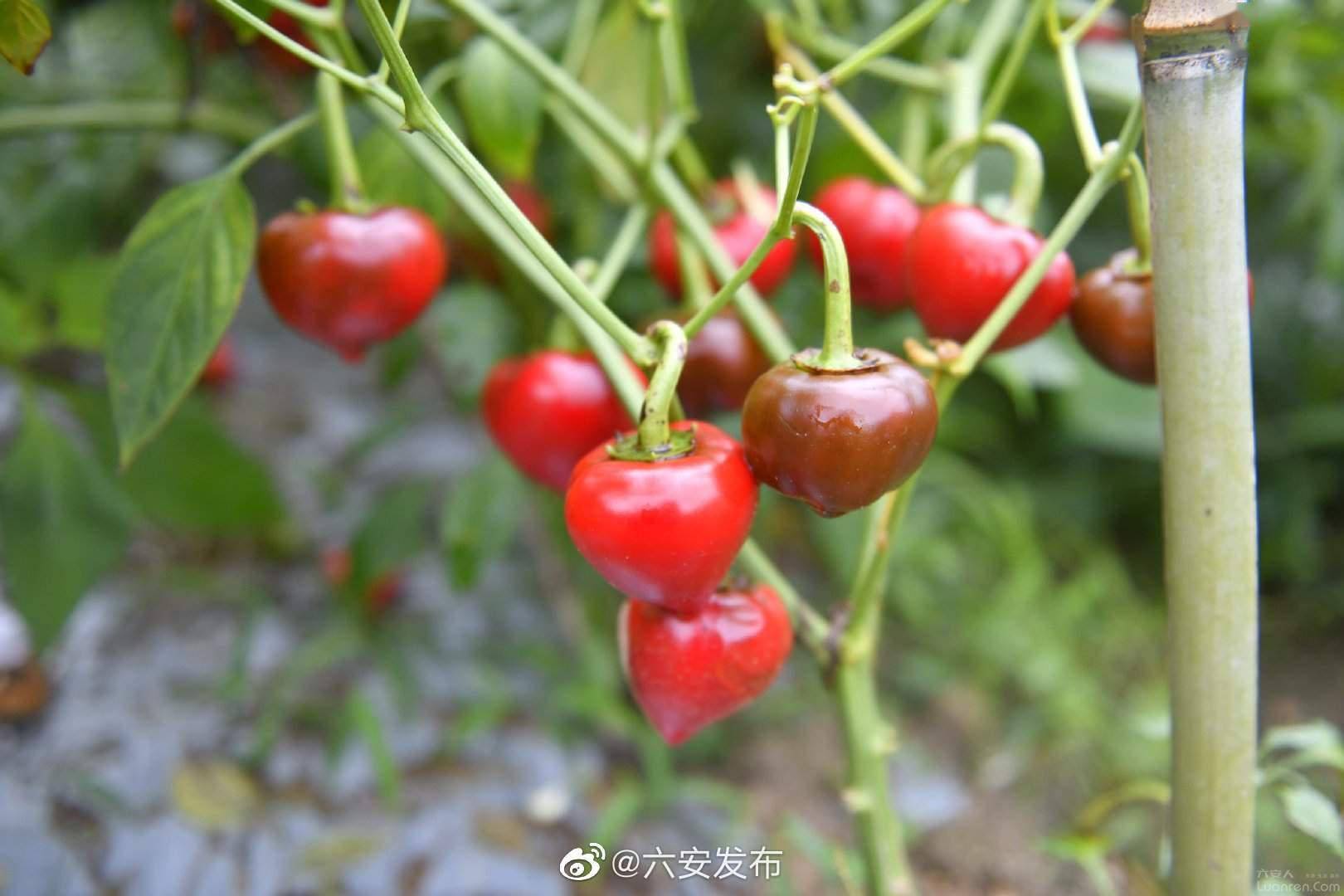 "灯笼椒"喜获丰收,乡村振兴产业旺_种植