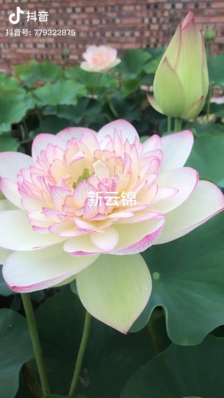 碗莲 品种～新云锦,大型丰花品种,花朵直径20公分左右或者更大,特别美