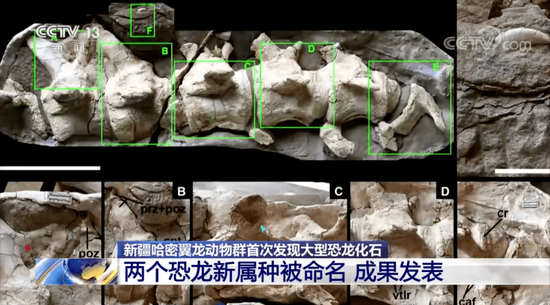 动物群|新疆哈密翼龙动物群首次发现大型恐龙化石！两个恐龙新属种被命名