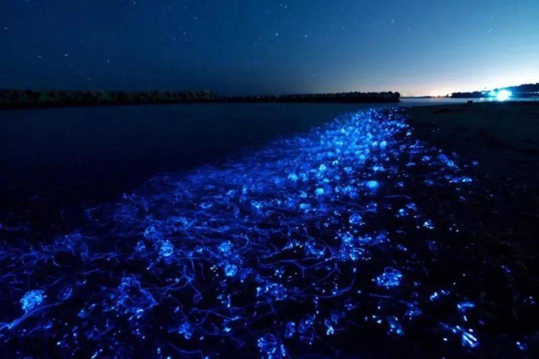海里的动物也像萤火虫一样会发光也太梦幻了吧