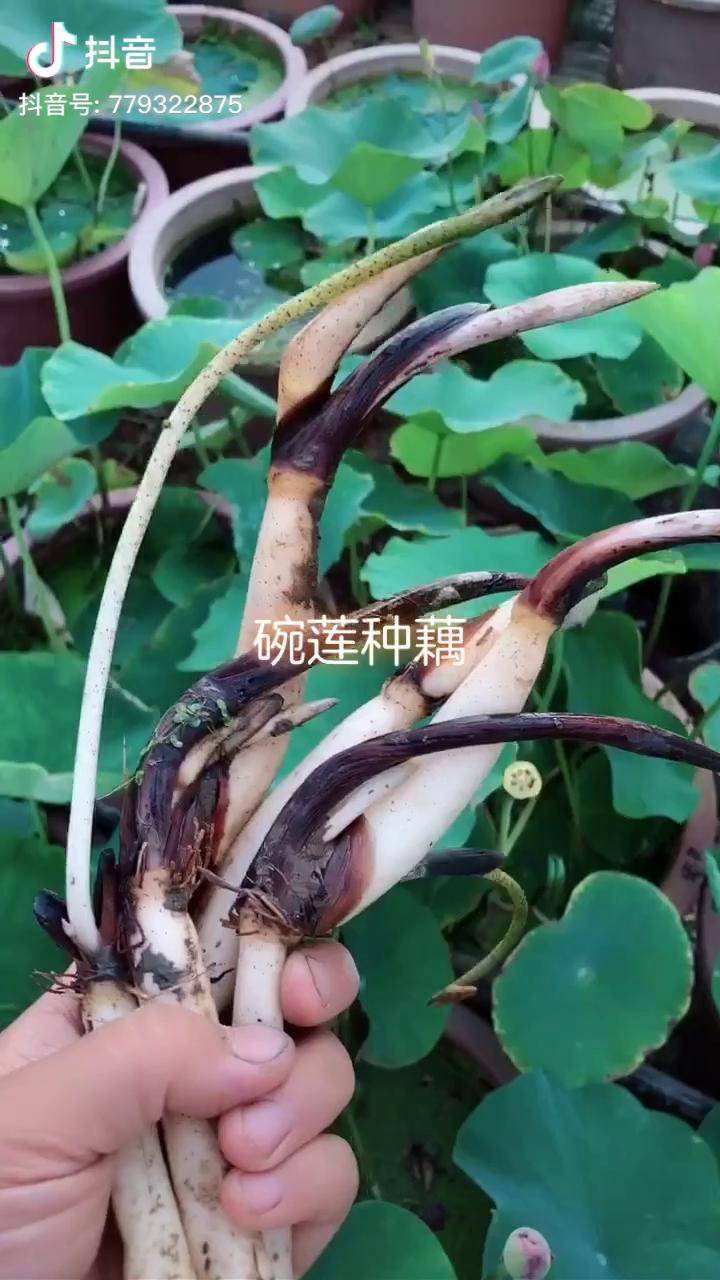 菜藕和碗莲鉴别图片