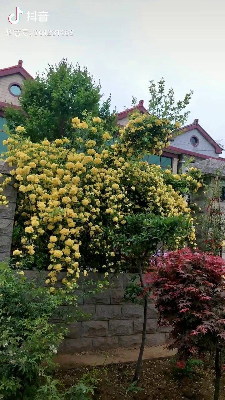 院墙藤本黄木香黄木香 欧月 阳台月季
