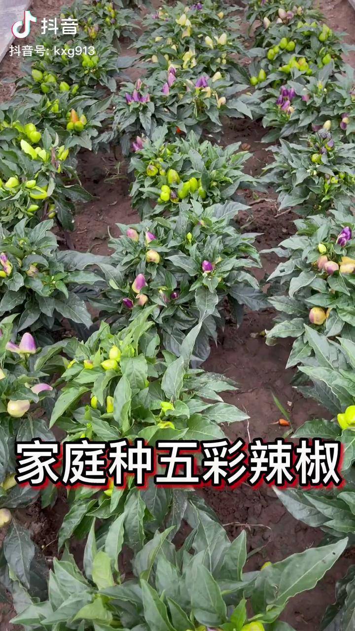 五彩椒图片 种植方法图片
