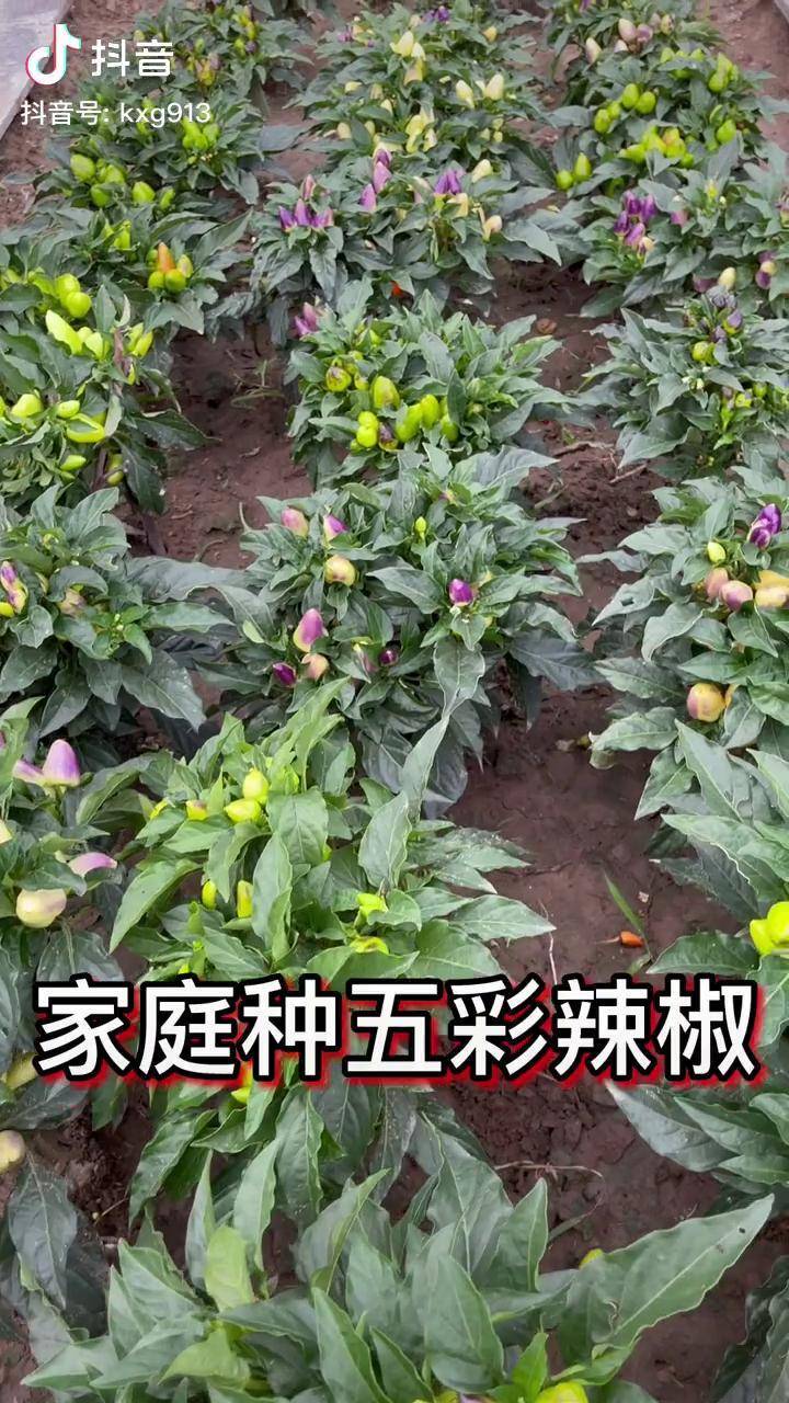 五彩辣椒即可阳台盆栽又可以小院种植辣味十足产量高田园生活