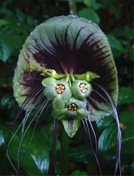 世界上最奇特的植物图片