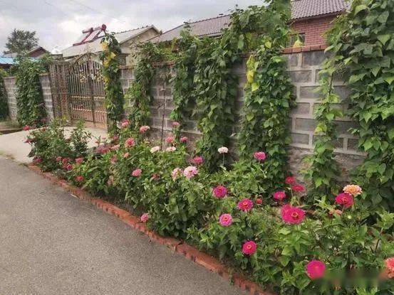 绿色家庭创建丨美丽示范庭院 晒晒我家小院子展播——桓仁镇(三)