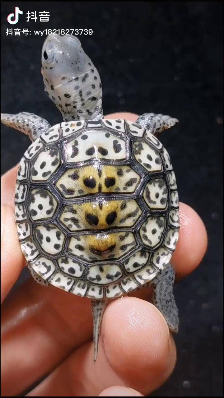 三只让你选择你会选哪只养龟日常水族龟华丽钻纹龟