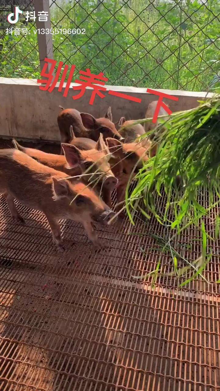 原生态乡村生活自繁自养绿色养殖特种养殖跑山猪藏香猪斗猪农村土猪