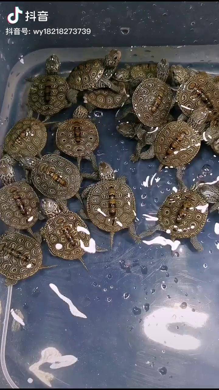 大花钻纹龟苗欢迎土豪老板打包钻纹龟大花钻纹龟