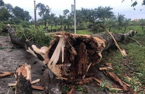 当地暴风雨后折断的大树