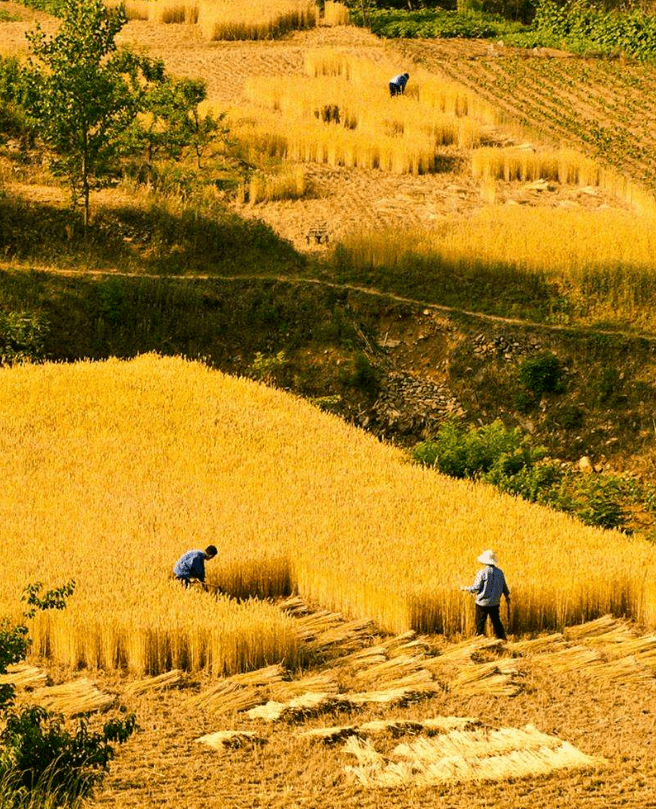 乡土散文:麦秋如火
