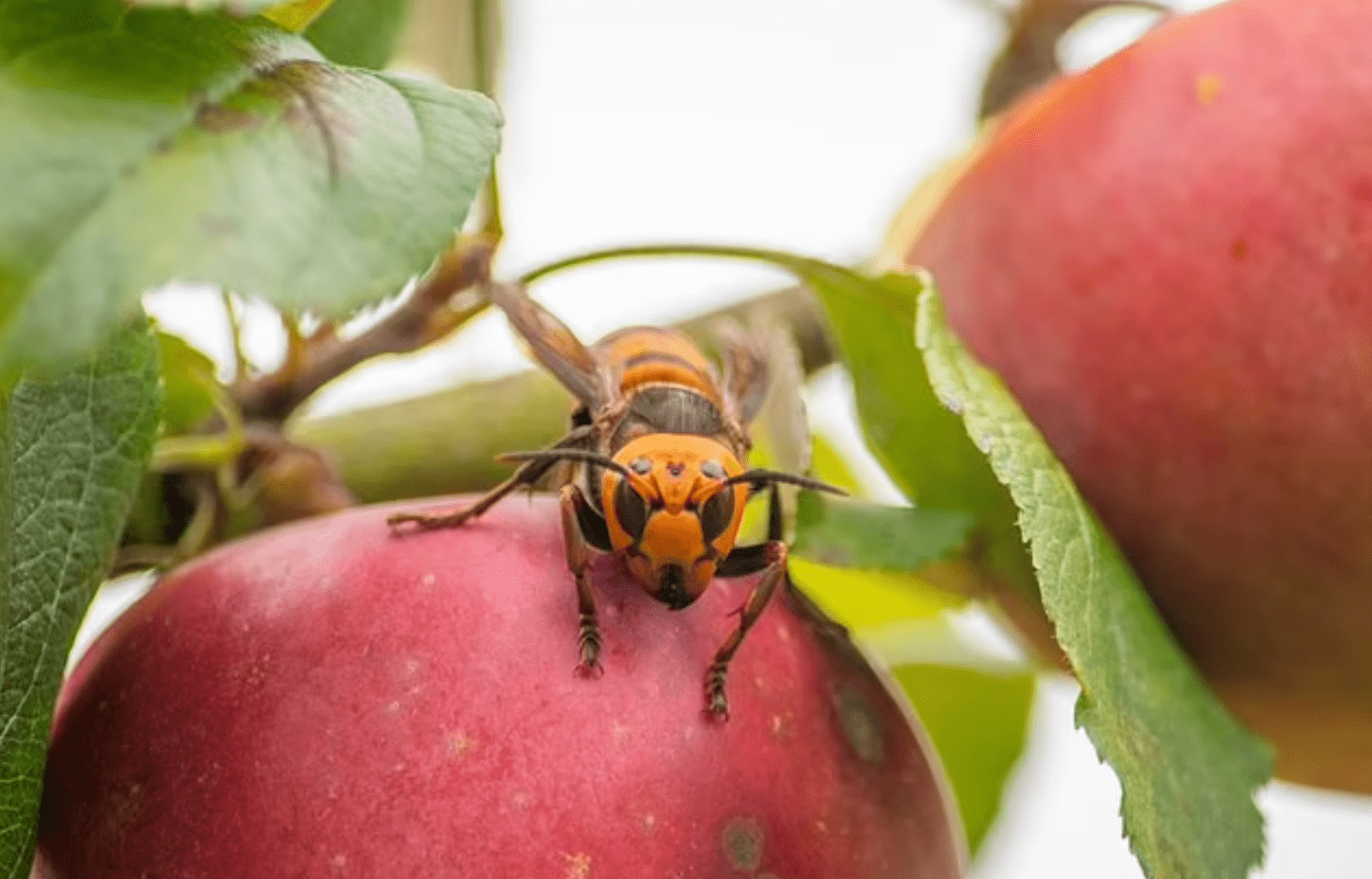 亚洲"杀人大黄蜂"又回来了!华盛顿州紧急实施围剿方案_蜜蜂