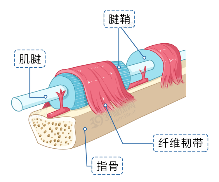 如何治疗?告诉你详细方法_肌腱