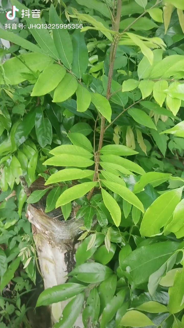荔枝嫁接龙眼后期果树嫁接
