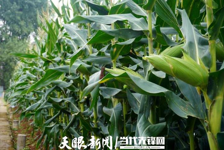 旱地|【走进乡村振兴一线】旱地长出“金果果”丨省农科院旱地特色粮食作物科研成果丰硕