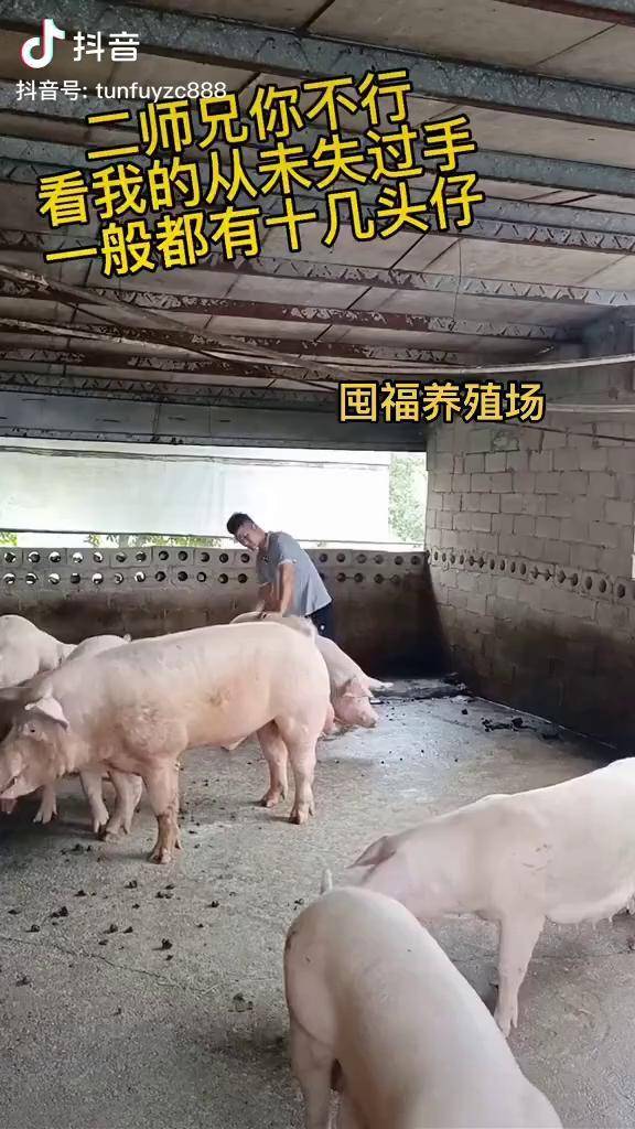 养猪专业户大型猪场养猪人加油干养猪场二师兄