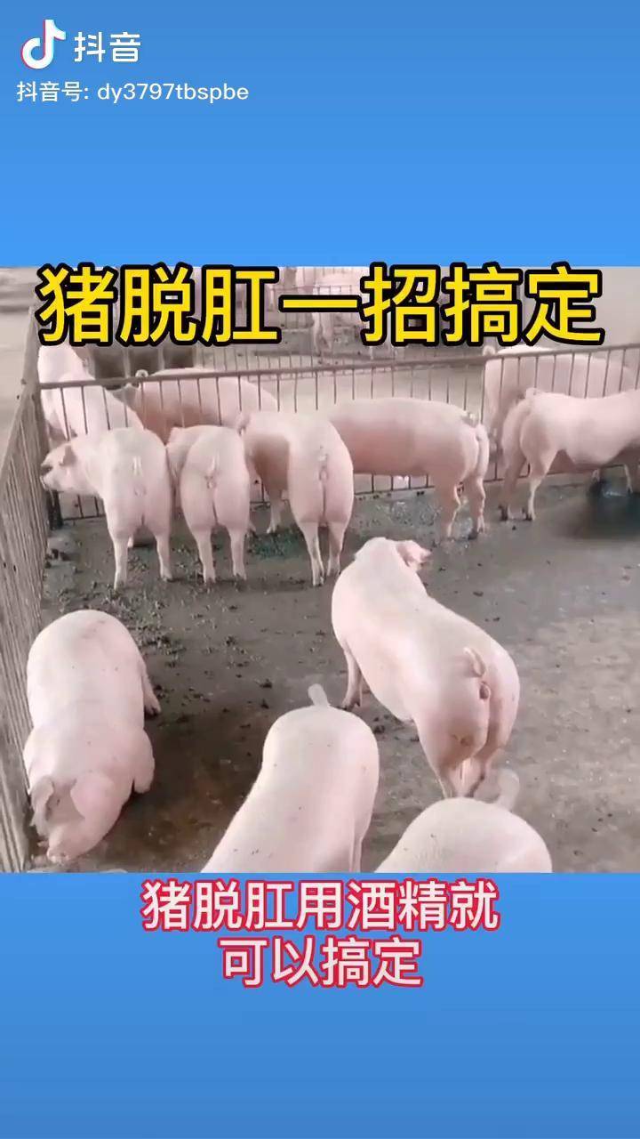 猪脱肛三点式缝法图片