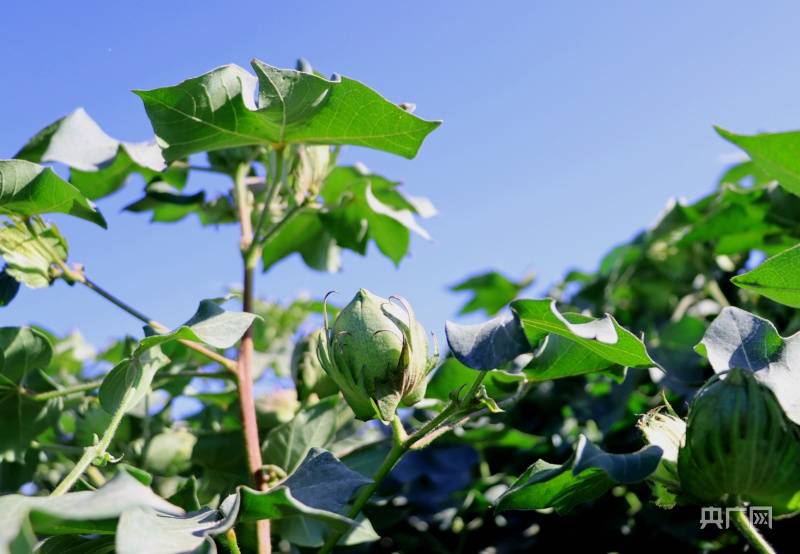 博湖县7.8万亩棉花长势喜人 丰收在望