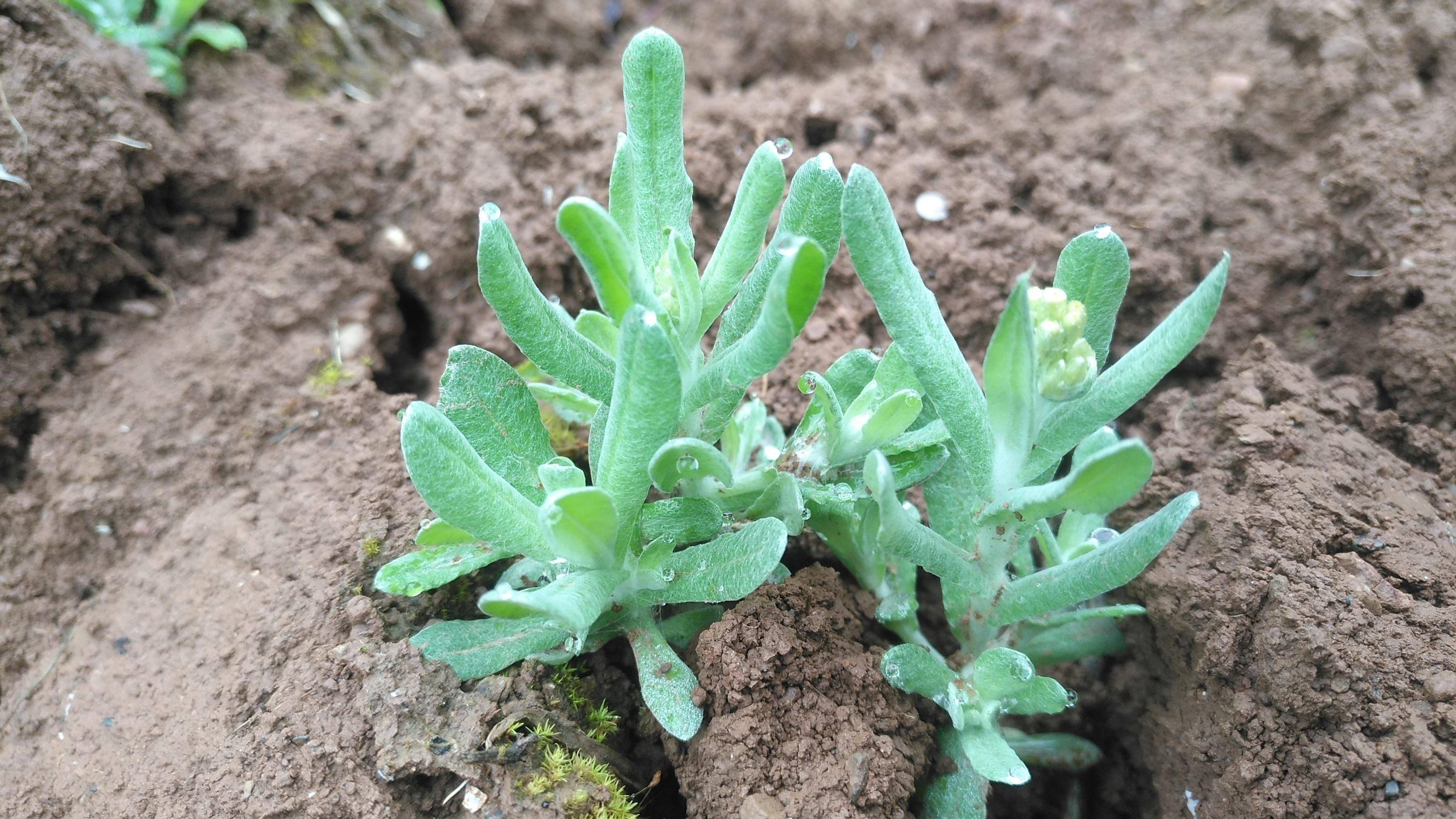 这种路边常见的野草却是中医界的宝清肺止咳降压有奇效