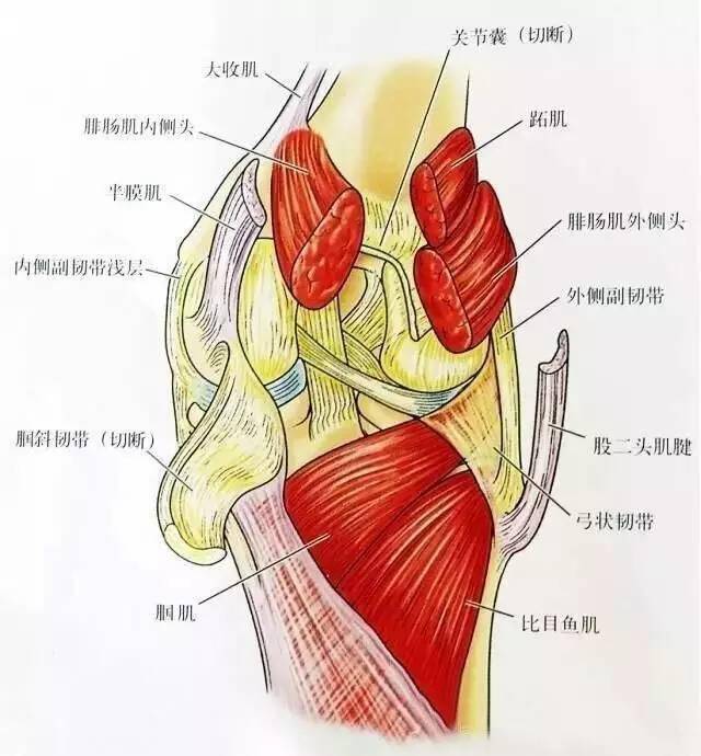 外侧膝状体解剖图图片