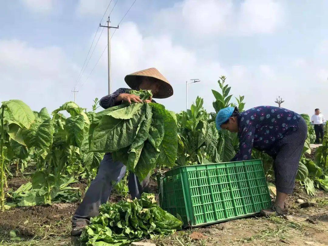 在什邡雪茄烟种植示范基地 在雪茄现代农业产业园 在什邡各处的烟叶田