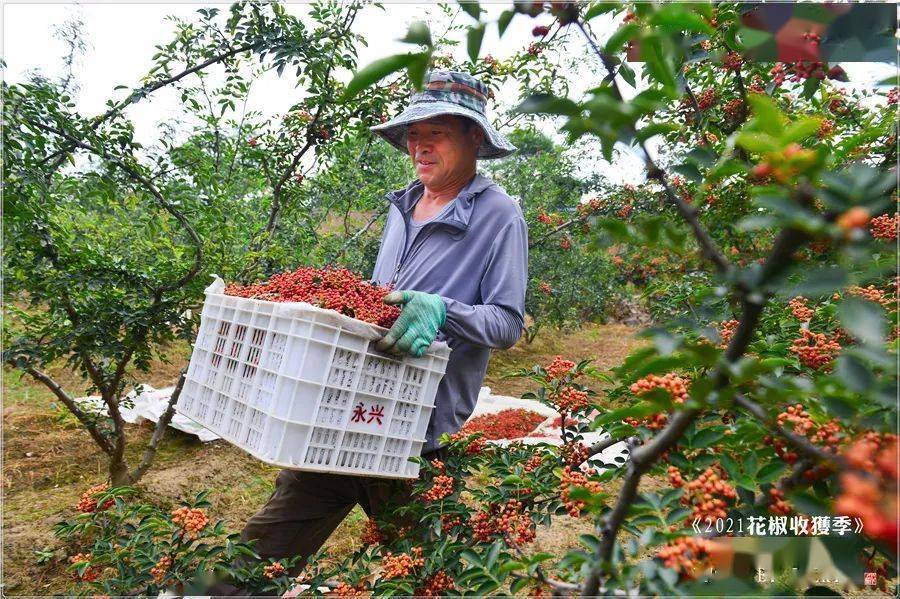 屈伟力2021花椒收获季最美的人儿摄影图片视频辑